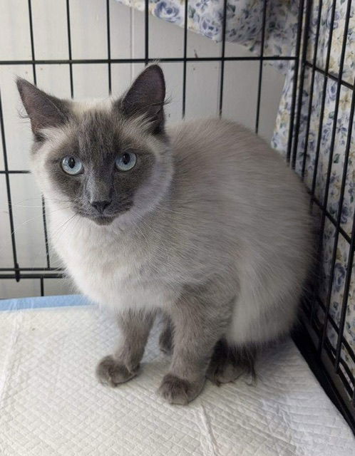 adoptable Cat in Fairless Hills, PA named Mania