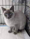 adoptable Cat in  named Mania