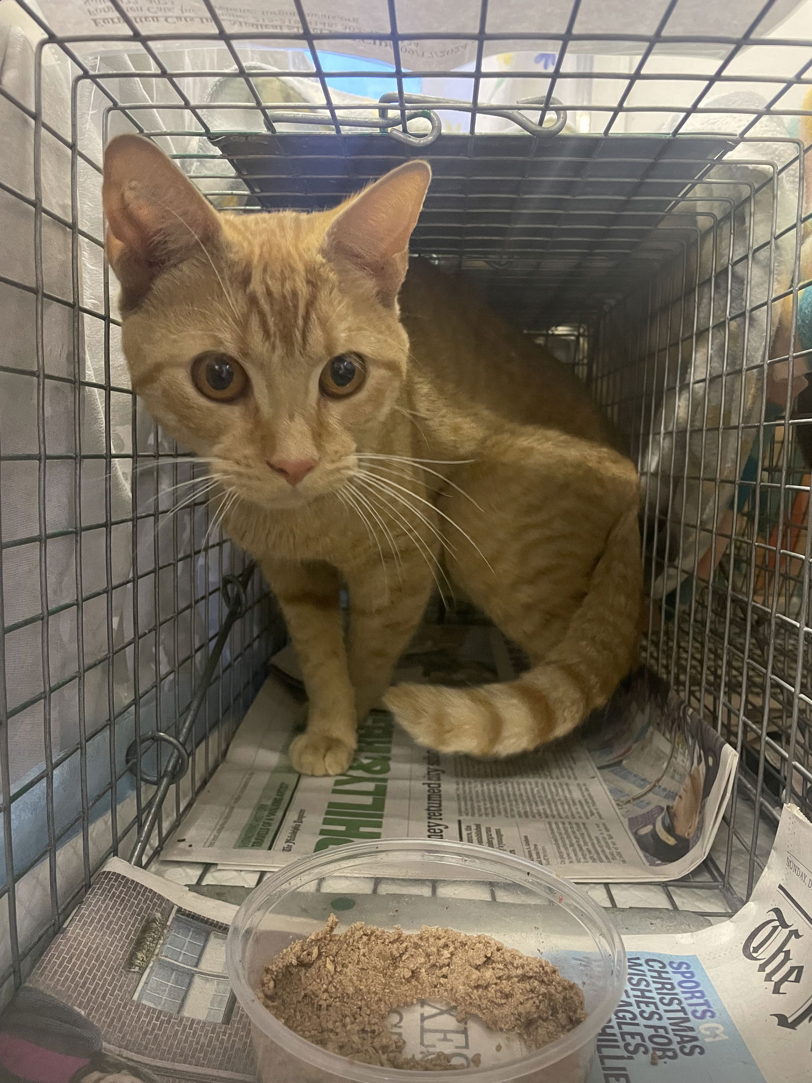 adoptable Cat in Trenton, NJ named Sargent