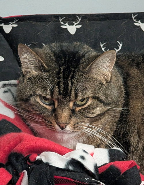 DARLA SUE - Domestic Short Hair available for adoption