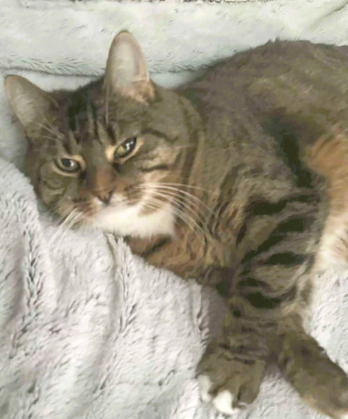 DARLA SUE - Domestic Short Hair available for adoption