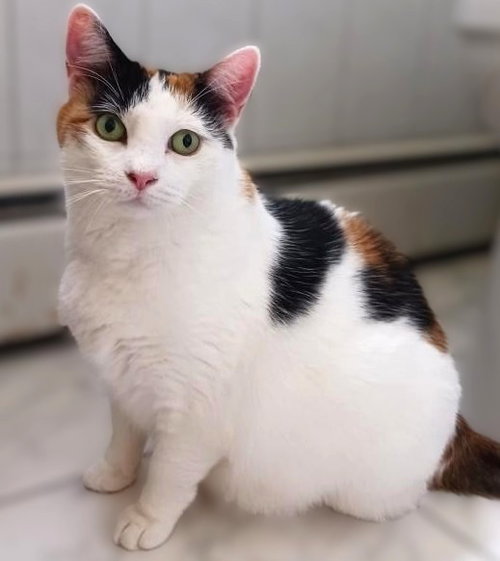 MIMI (MAMA) - Domestic Short Hair available for adoption