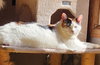 Mimi (Mama) - Photo 5