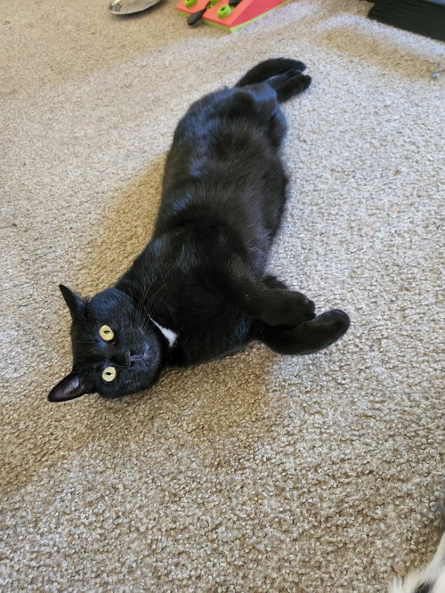picture of the cat needing adoption