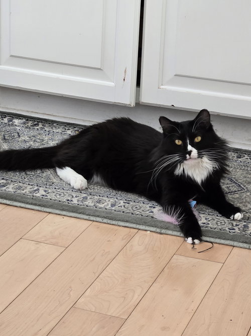 picture of the cat needing adoption