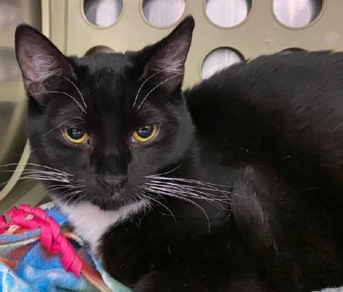 CHARLIE BROWN - Domestic Short Hair available for adoption