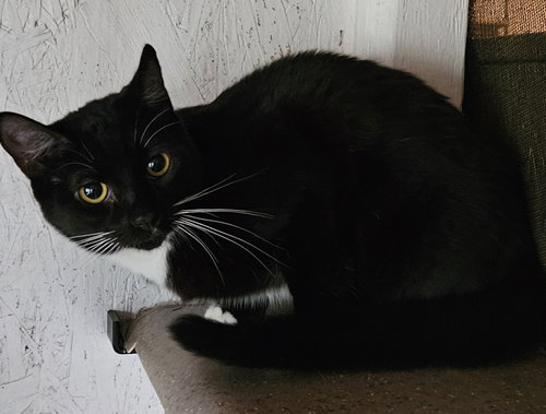 CHARLIE BROWN - Domestic Short Hair available for adoption