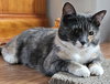 Dorian - Photo 6