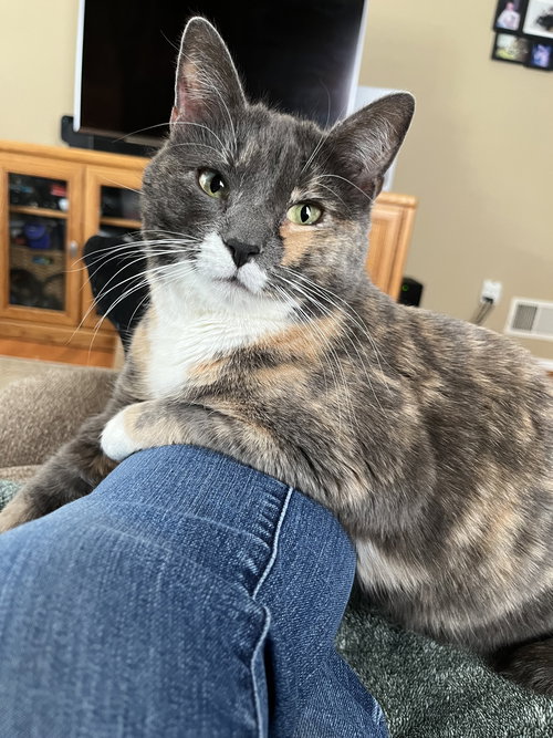 DORIAN - Domestic Short Hair available for adoption