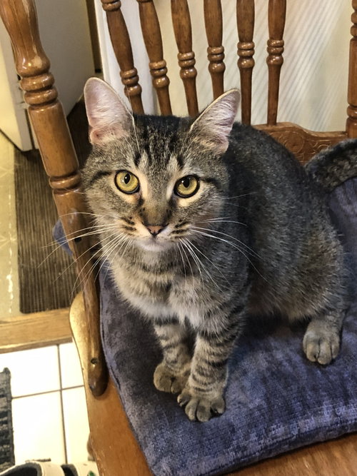Hunny Pot, a cat for adoption from Trenton Cats Rescue