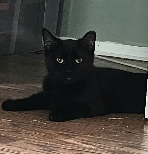 picture of the cat needing adoption