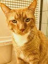 adoptable Cat in Fairless Hills, PA named Tiger T