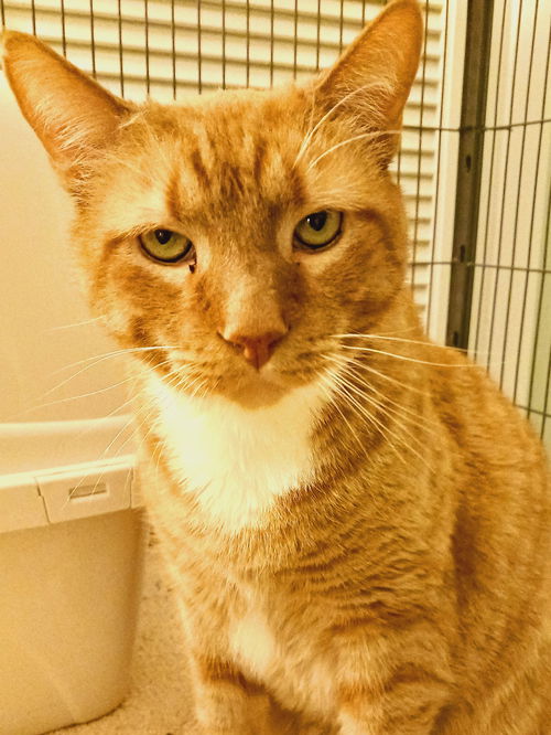 picture of the cat needing adoption
