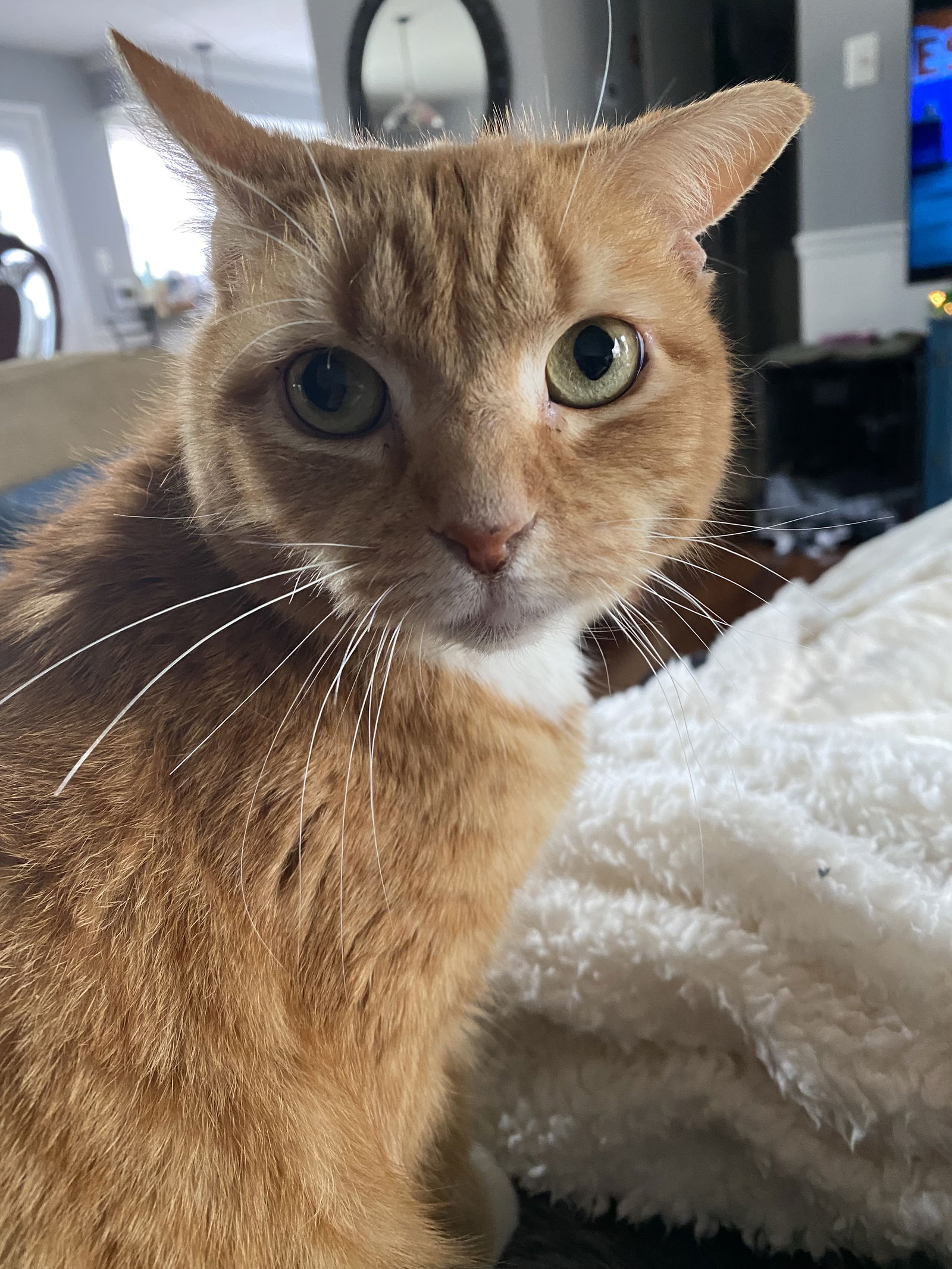 adoptable Cat in Fairless Hills, PA named Genesis