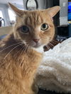 adoptable Cat in fairless hills, PA named Genesis