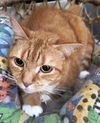 adoptable Cat in Fairless Hills, PA named Genesis