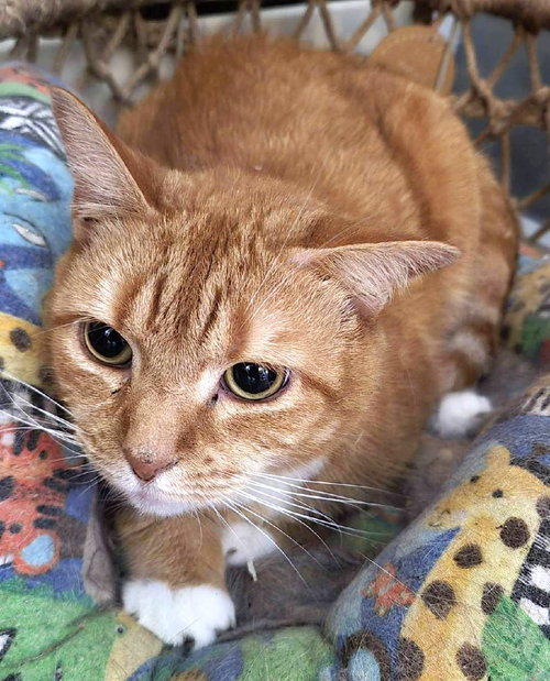 GENESIS - Domestic Short Hair available for adoption