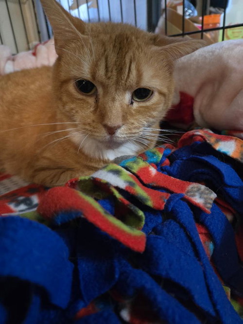 GENESIS - Domestic Short Hair available for adoption