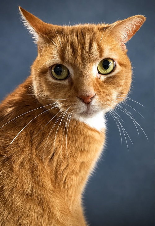 Genesis, a cat for adoption from Trenton Cats Rescue