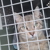 Miles (FIV+) - Photo 4