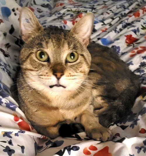 MILES (FIV+) - Domestic Short Hair available for adoption