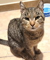Miles (FIV+) - Photo 3
