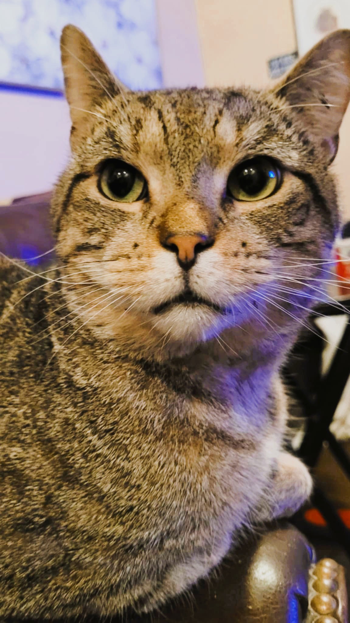 Miles (FIV+)