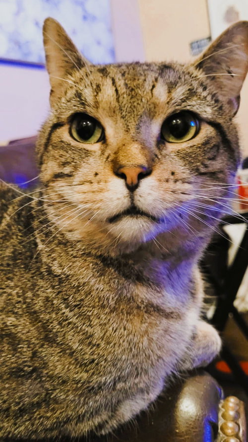 MILES (FIV+) - Domestic Short Hair available for adoption