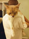 adoptable Cat in  named Angel