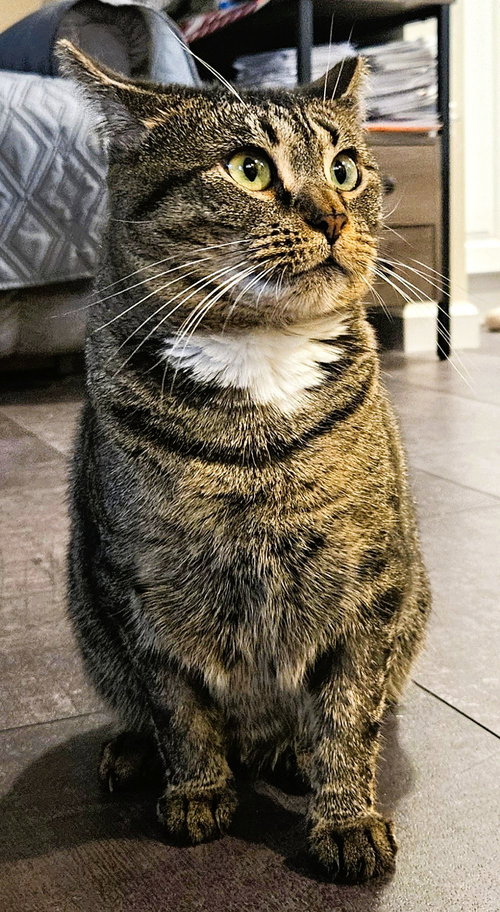 HOLLY L - Domestic Short Hair available for adoption