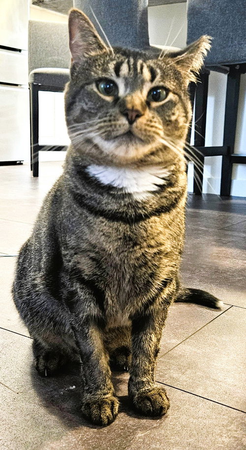 HOLLY L - Domestic Short Hair available for adoption