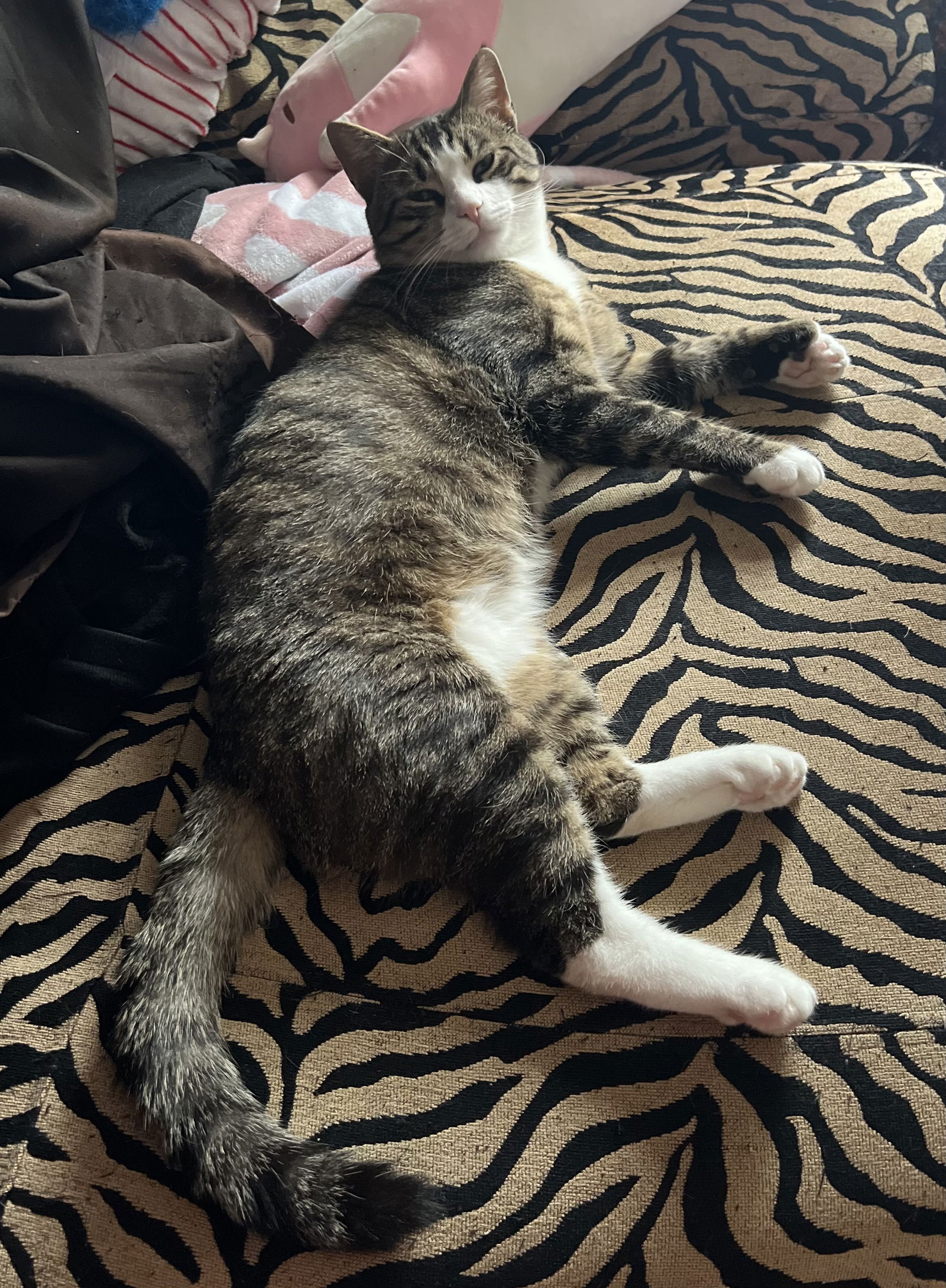 adoptable Cat in Trenton, NJ named Francis Hill