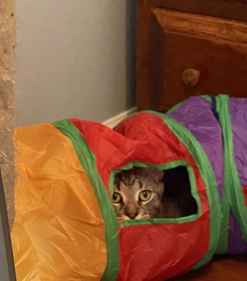picture of the cat needing adoption
