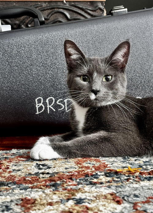 picture of the cat needing adoption