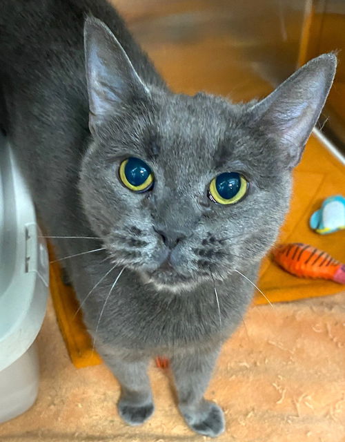 picture of the cat needing adoption