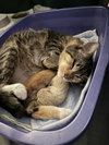 Theia (pronounced Thay-a) - Photo 6