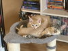 Theia (pronounced Thay-a) - Photo 3