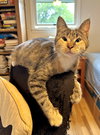 Theia (pronounced Thay-a) - Photo 2