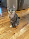 Theia (pronounced Thay-a) - Photo 5