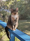 Theia (pronounced Thay-a) - Photo 1