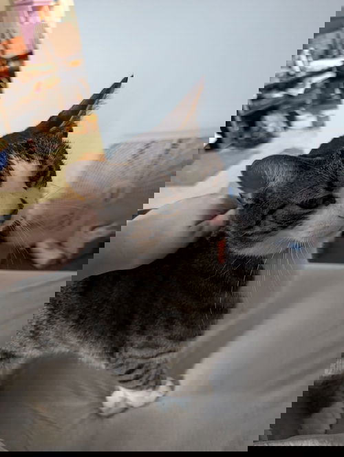 animal-image