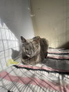 Lil Girl - Photo 11