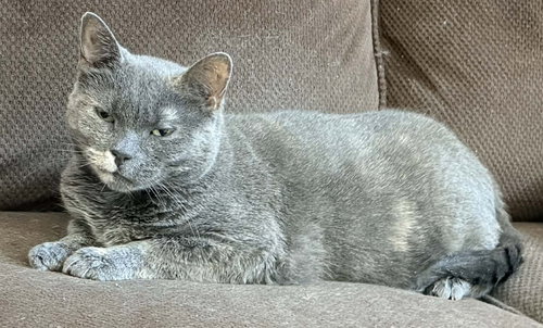 LIL GIRL - Domestic Short Hair available for adoption
