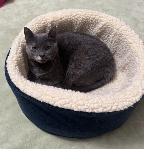 Lil Girl, Adult Domestic Short Hair (short coat), cat for adoption in New Brunswick, New Jersey