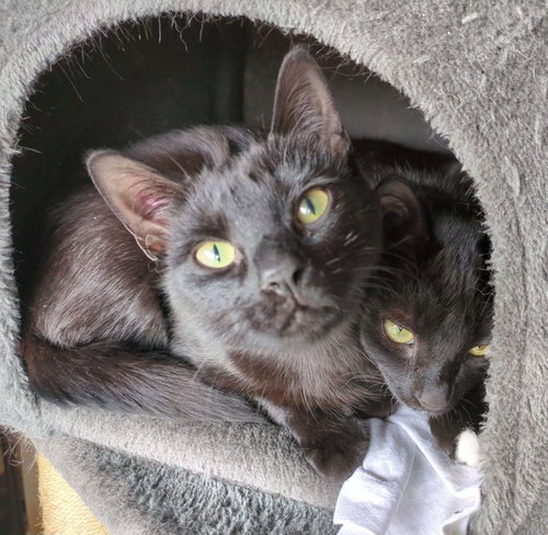 HOLLIE - Domestic Short Hair available for adoption