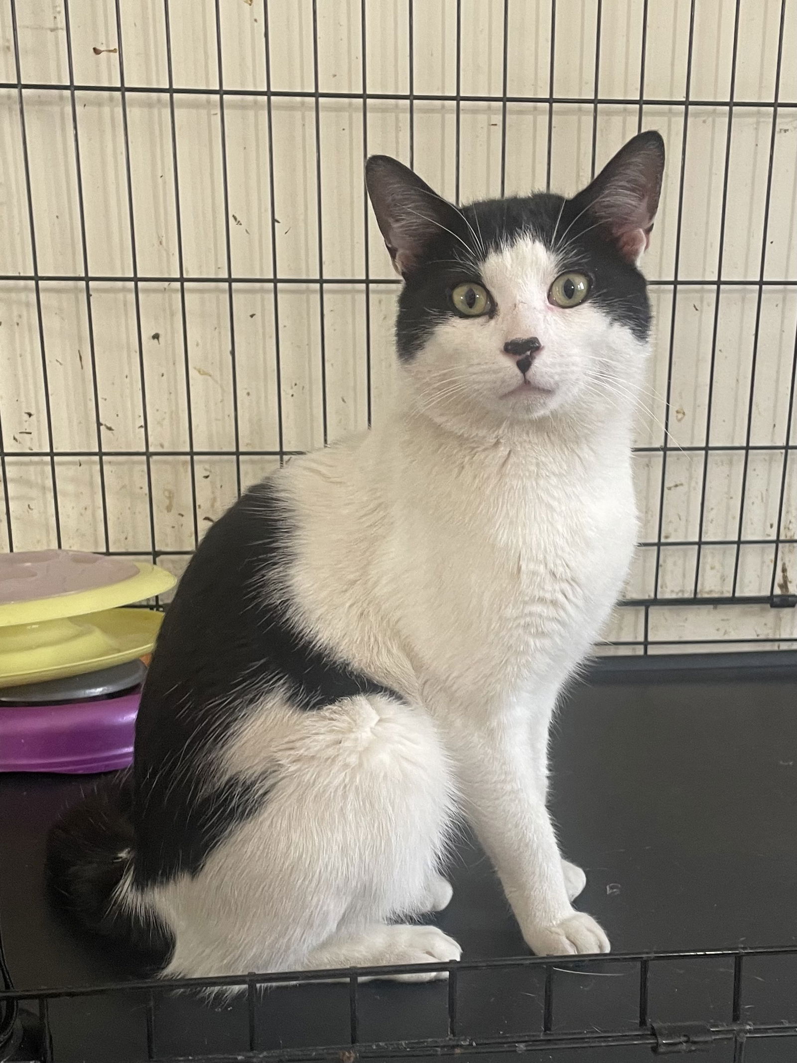 adoptable Cat in Fairless Hills, PA named Gilbert All