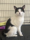 adoptable Cat in fairless hills, PA named Gilbert All