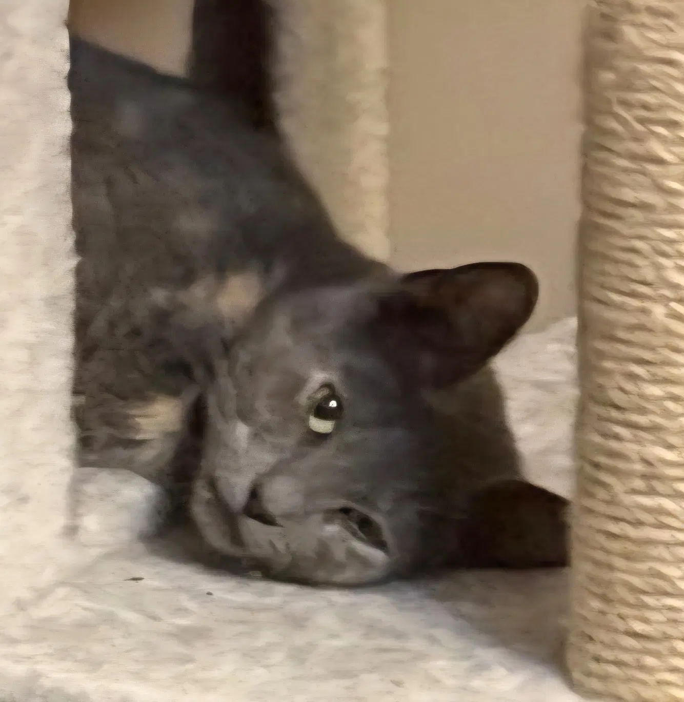 Pawla image 2