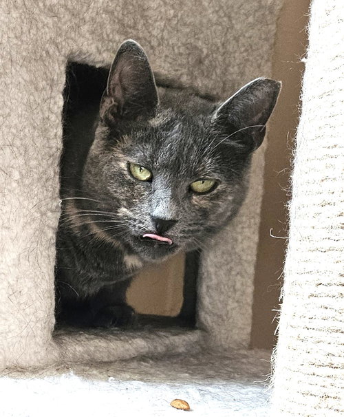 picture of the cat needing adoption