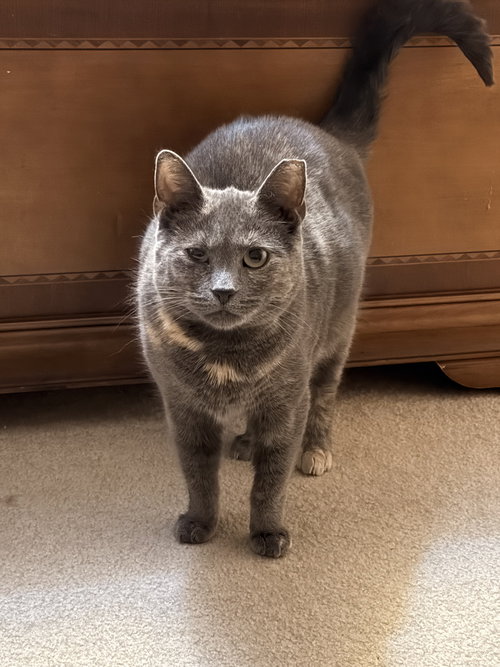 PAWLA - Domestic Short Hair available for adoption